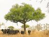 Elephants around tree in Waza, Cameroon.jpg