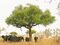 Elephants around tree in Waza, Cameroon.jpg