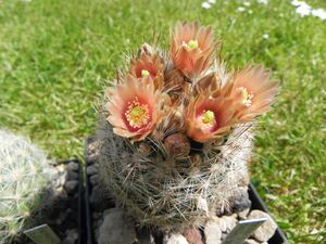 Escobaria dasyacantha ssp. chaffeyi SB966.JPG
