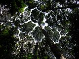 FRIM canopy.JPG