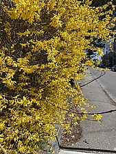 Форзиция в качестве живой изгороди