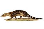 Genetta pardina.png