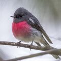 Male Rose Robin.jpg