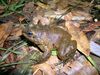 Mantidactylus guttulatus01.jpg