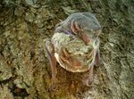 Mauritian Tomb Bat.jpg