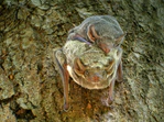 Mauritian Tomb Bat.jpg