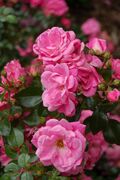 Palmengarten Frankfurt (Kordes 1988).JPG
