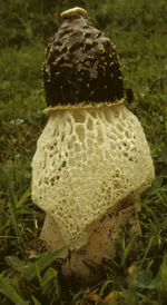 Phallus duplicatus 75246.jpg