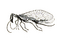 Raphidia icon.png