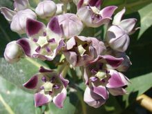 Starr 070207-4335 Calotropis procera.jpg