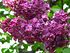Syringa 'Krasnaya Moskva' 04.JPG