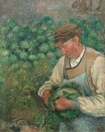 The Gardener - Old Peasant with Cabbage.jpg