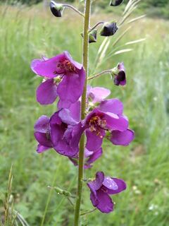 Verbascum phoeniceum Gant.jpg