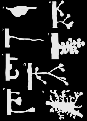 Синаптичні спеціалізації дендритів.png