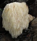 2006-11-03 Hericium erinaceus crop.jpg