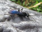 Anoplius samariensis - 1.jpg