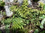 Asplenium billotii 001.jpg