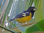 Black-backed Grosbeak RWD2.jpg