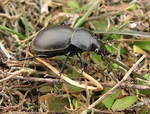 Carabus bessarabicus in the Black Sea Biosphere Reserve.jpg