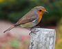 Erithacus rubecula -RHS Garden Harlow Carr-8b-2c.jpg