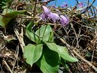 Erythronium japonicum 2006 004.jpg