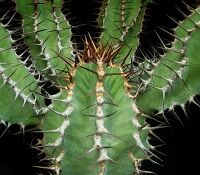 Euphorbia virosa 3 ies.jpg