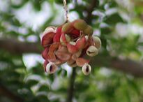 Fruit Im IMG 2705.jpg