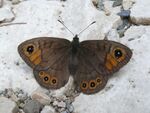 Lasiommata petropolitana - female 01 (HS).jpg