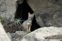 Lycalopex sechurae in Peru 1.jpg