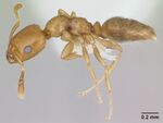 Myrmelachista nodigera casent0173488 profile 1.jpg