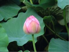 Nelumbo nucifera3.jpg