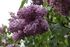 Syringa 'Dzhambul'.jpg