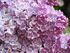 Syringa 'Mechta' 02.jpg