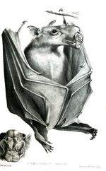 ZygaenocephalusLabrosusFord.jpg