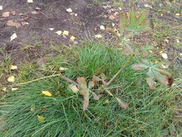 Конский каштан, поражённый бурой и чёрной пятнистостью листьев.jpg