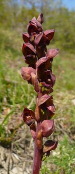 Стевениелла - Steveniella satyrioides.JPG