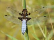 2011-05-13-lib-1 cropped.jpg