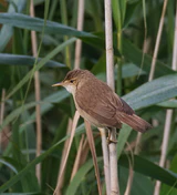 2016.07.13.-01-Westensee Felde--Teichrohrsaenger.jpg