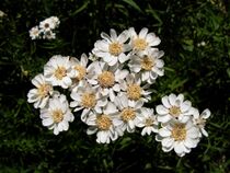 Achillea ptarmica20140713 085.jpg