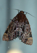 Arcte coerula (Erebidae- Catocalinae) (4199144357).jpg