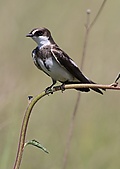 Banded martin, or banded sand martin, Riparia cincta, at Rietvlei Nature Reserve, Gauteng, South Africa (31326868871).jpg