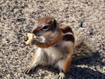 Barbary Ground Squirrel, Playa del Jandia.jpg