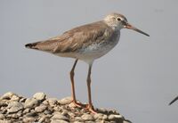 Common Redshank Tringa totanus by Dr. Raju Kasambe DSCN9356 (12).jpg