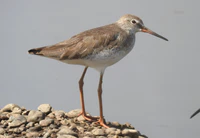 Common Redshank Tringa totanus by Dr. Raju Kasambe DSCN9356 (12).jpg