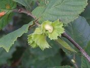 Corylus heterophylla 2.JPG