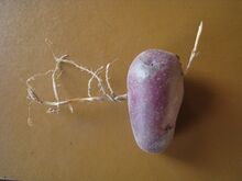 Elymus repens and potato.jpg