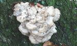 Grifola frondosa JPG1.jpg