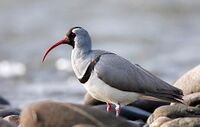 Ibisbill4-2.JPG