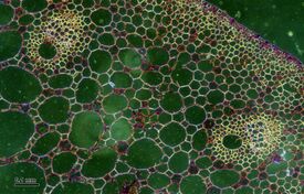 Leaf stalk (255 34) Cross-section Nuphar lutea.jpg