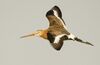 Limosa limosa (flying)-2.jpg